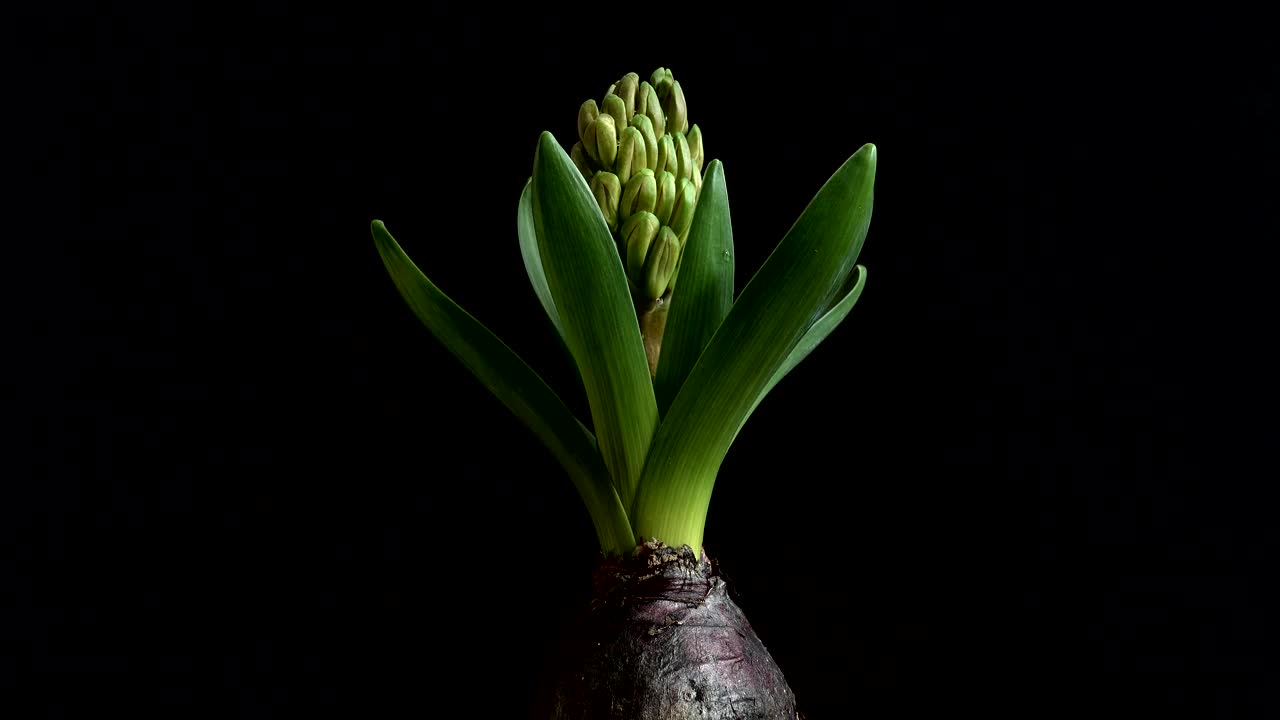 风信子花。在运动。视频素材