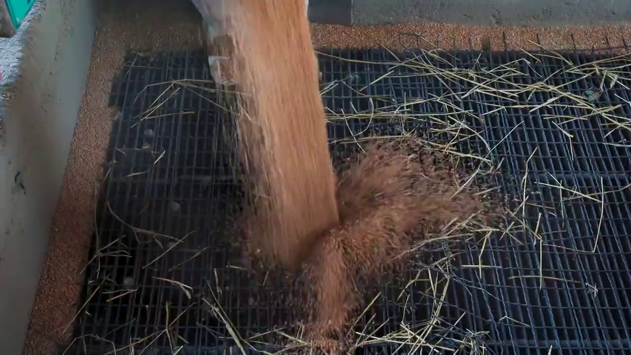 麦粒卸料特写。将小麦从粮食车上卸到磨粉机上。卡车在谷仓里卸货。视频素材