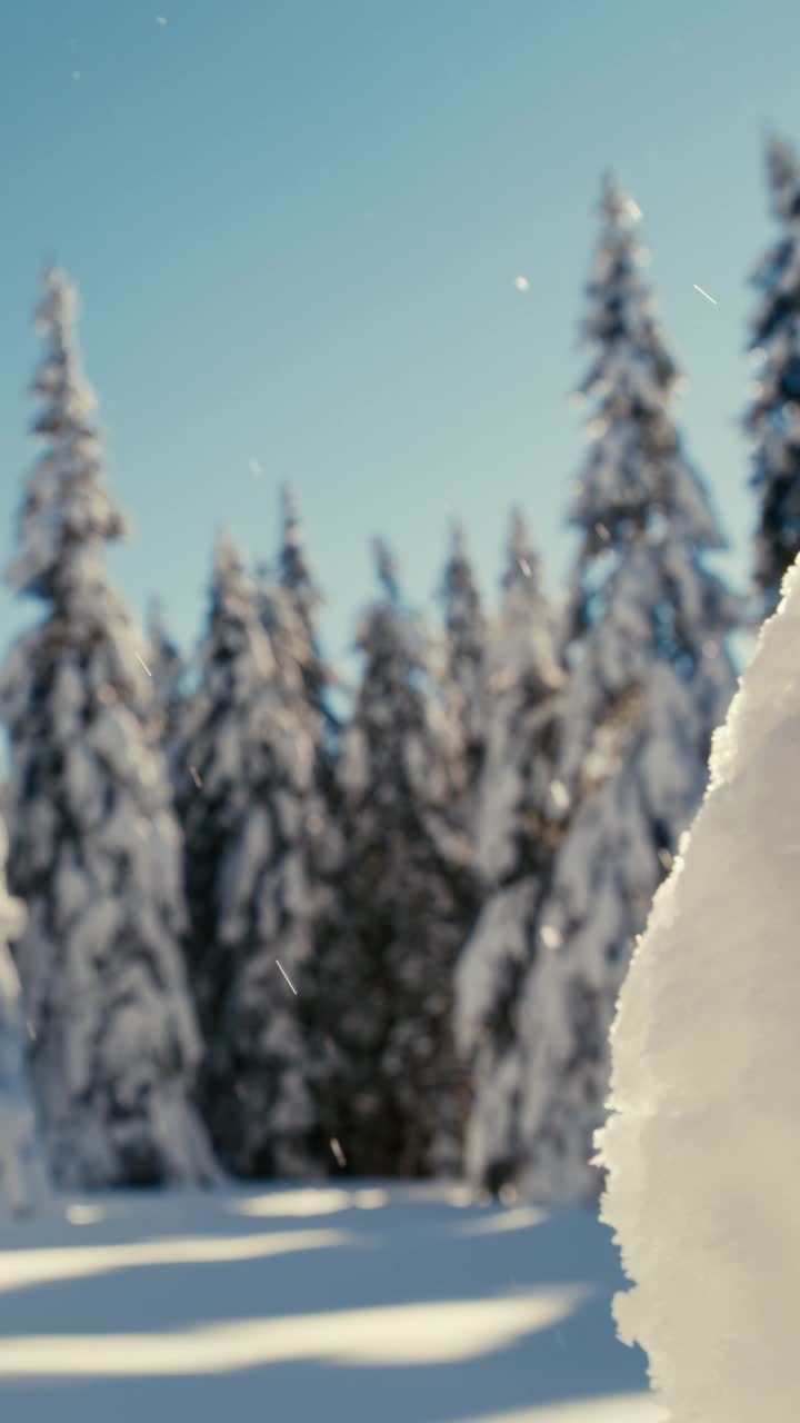 阳光照亮了高地云杉树上飘落的雪视频素材