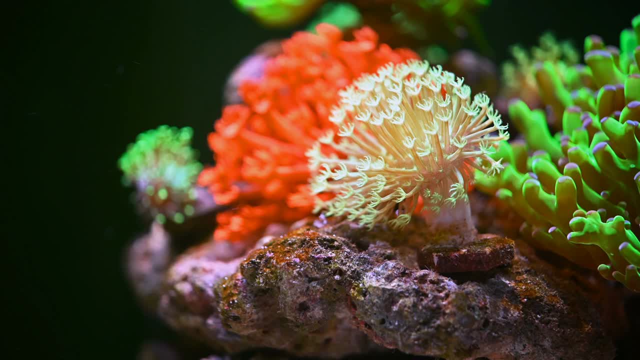 泛观海洋水族馆与美丽的珊瑚视频素材