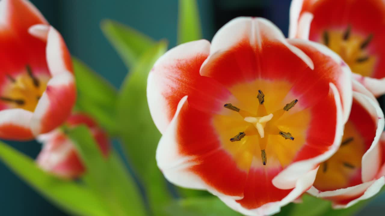 经典的新鲜郁金香花束。花蕾的颜色范围很优美。这是一个带有黄色雄蕊的红色花蕾的特写视频素材