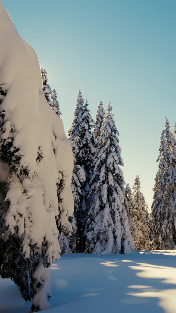 阳光照亮了高原上被雪覆盖的云杉视频素材