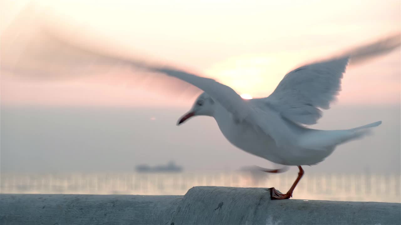 日落时分，海鸥栖息在码头上的特写视频素材