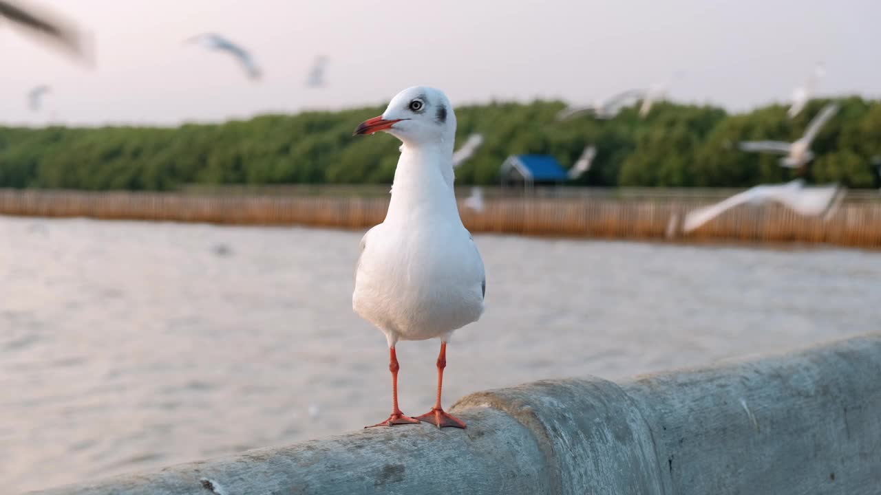 日落时分，海鸥栖息在码头上的特写视频素材