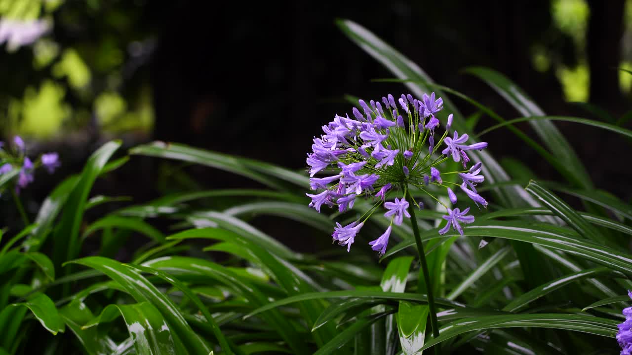 Agapanthus praecox，蓝百合在热带降雨时开花。非洲坦桑尼亚视频素材