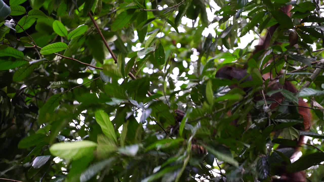 马来西亚婆罗洲雨林中的野生猩猩。自然界中的猩猩猴视频素材