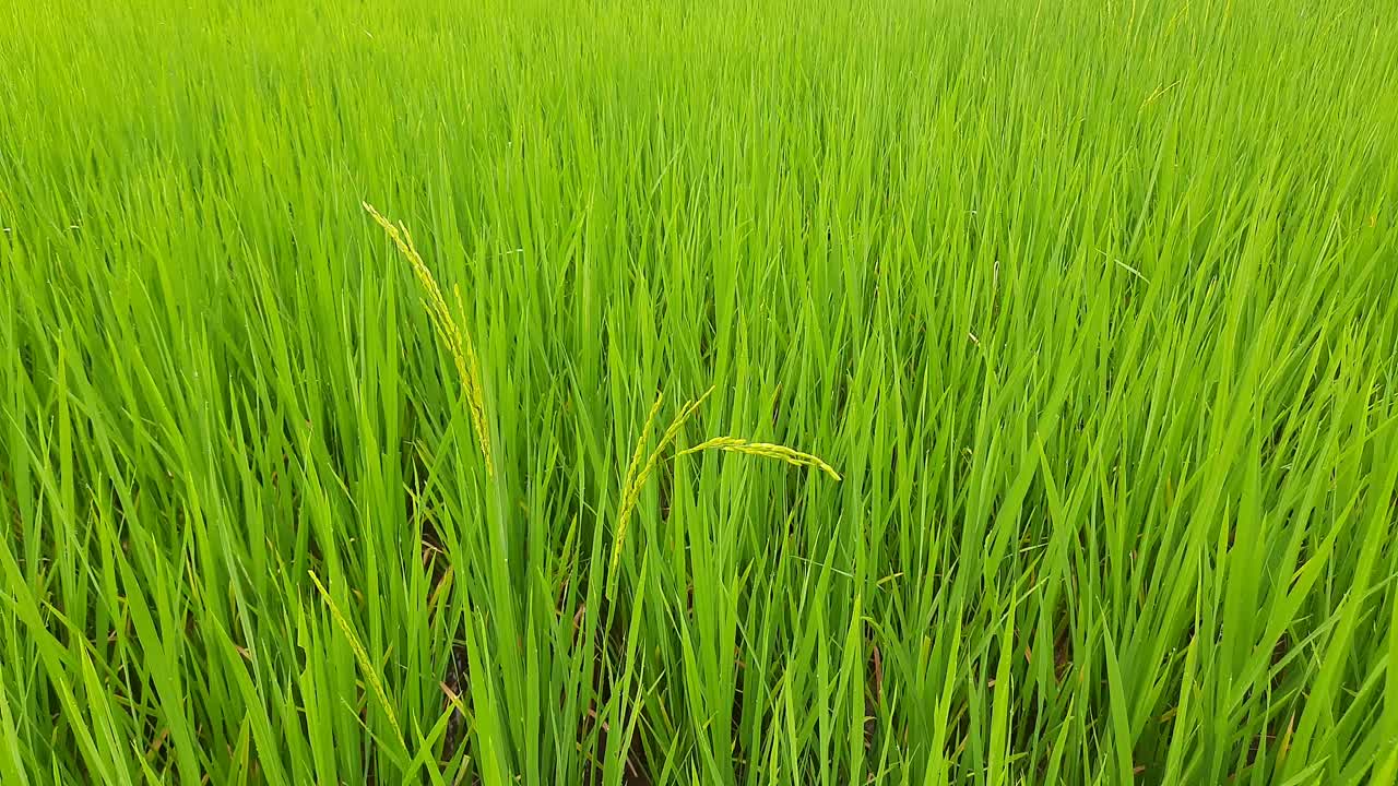 在绿色水稻种植背景中的水稻穗。视频素材