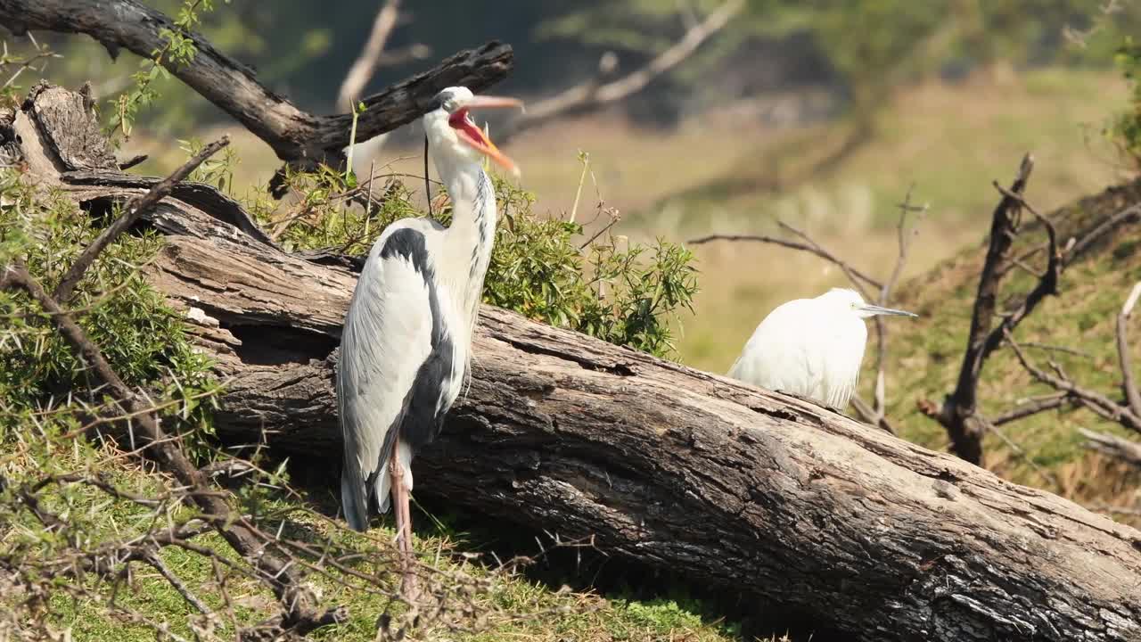 灰鹭或Ardea cinerea完整拍摄在湿地keoladeo国家公园或bharatpur鸟类保护区拉贾斯坦邦印度视频素材