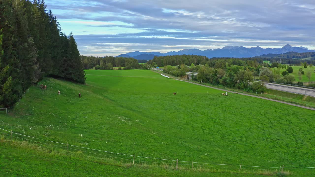 Allgäu牧场鸟瞰图。年轻的小腿。巴伐利亚的风景。阿尔卑斯山脉。视频素材