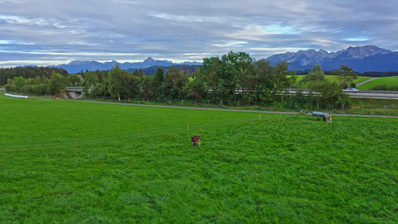 Allgäu牧场鸟瞰图。年轻的小腿。巴伐利亚的风景。阿尔卑斯山脉。视频素材