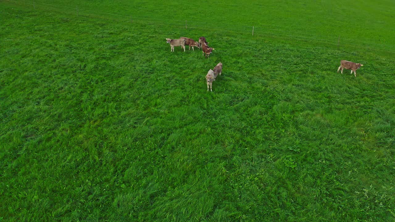 Allgäu牧场鸟瞰图。年轻的小腿。巴伐利亚的风景。阿尔卑斯山脉。视频素材