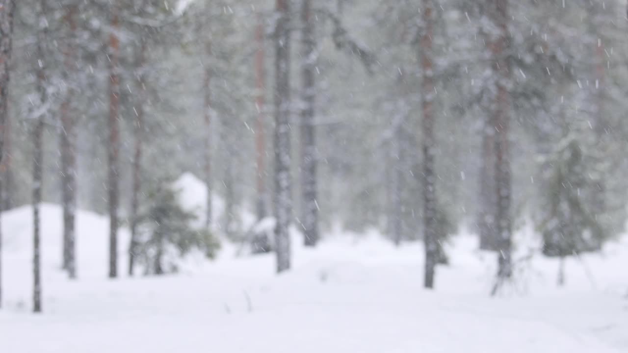 降雪和冬季森林背景视频素材