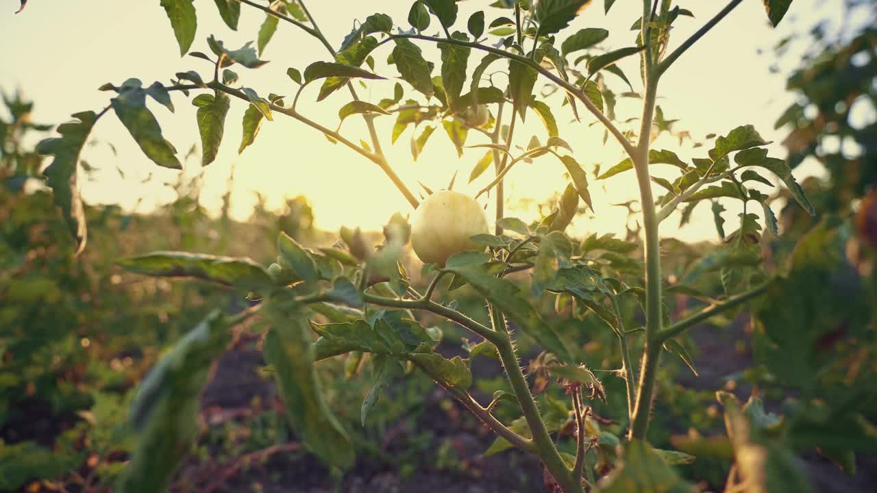 灌木上的绿番茄。一个生的西红柿。早晨的阳光透过幼苗的叶子。视频素材