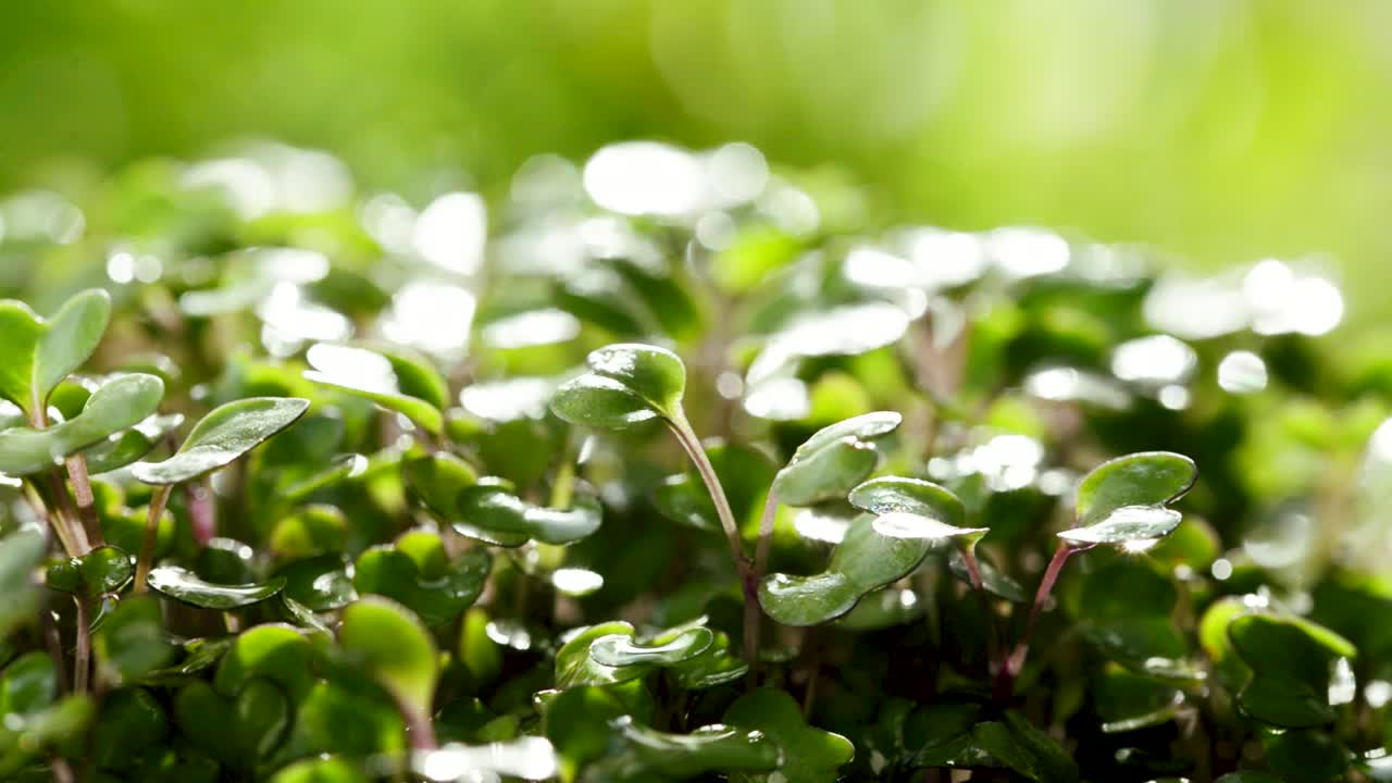 在阳光明媚的日子里，在温室里对发芽的微绿化进行浇水的过程。抽象的背景。视频素材