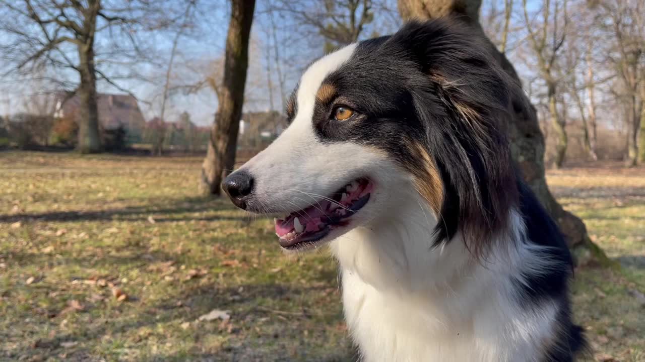 公园里的澳大利亚牧羊犬视频素材