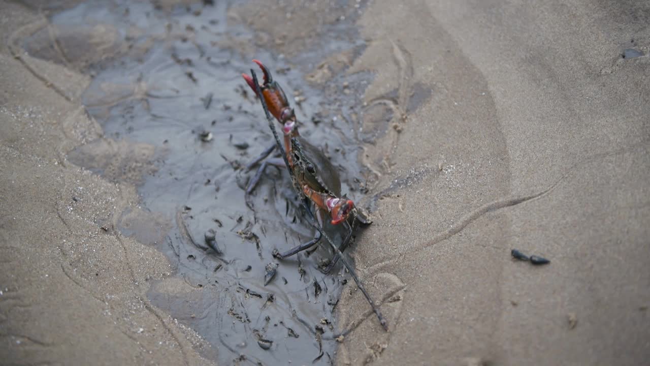 近距离沙滩蟹视频素材