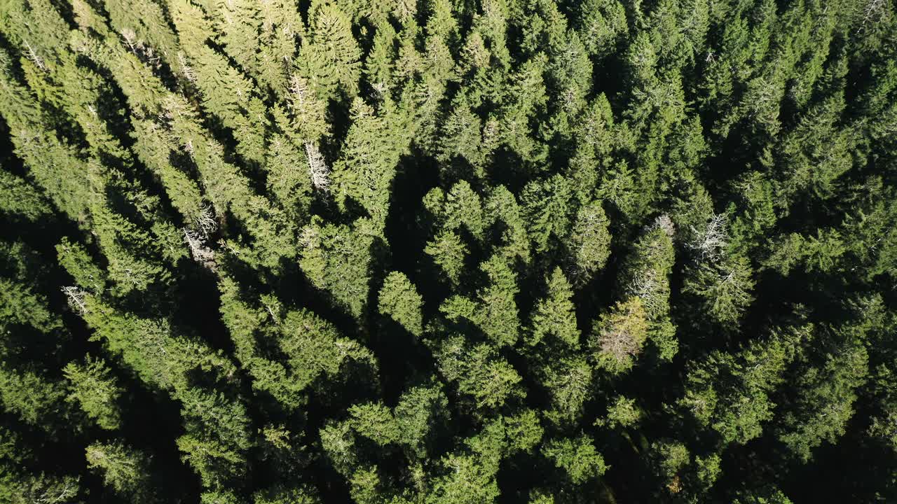 鸟瞰图松树森林在山区视频素材