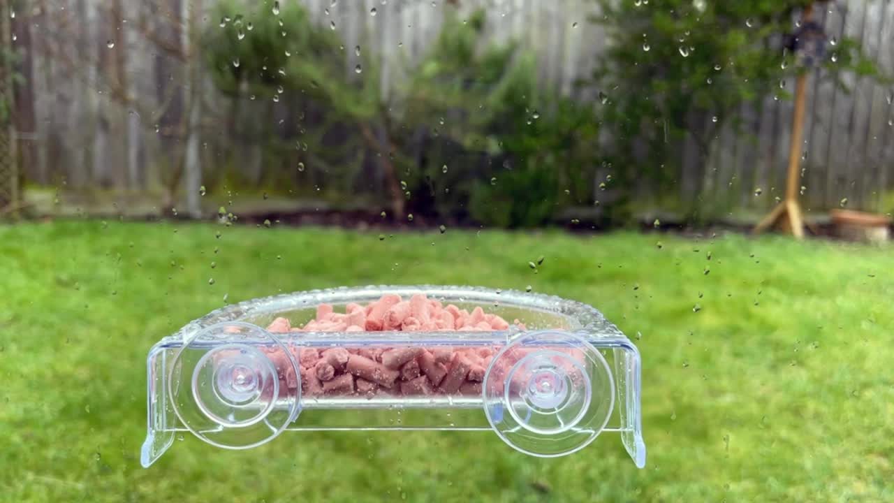 知更鸟在雨中飞到窗前喂鸟视频素材