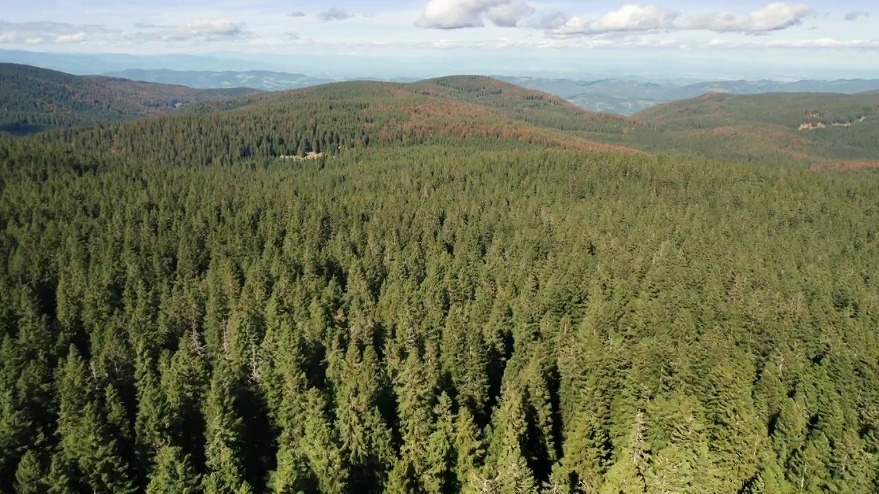 鸟瞰图松树森林在山区视频素材