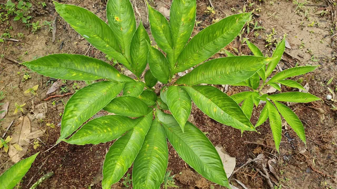 Porang植物魔芋又名魔芋芋、魔芋芋、魔芋芋、魔芋芋、魔芋舌、巫毒百合视频素材