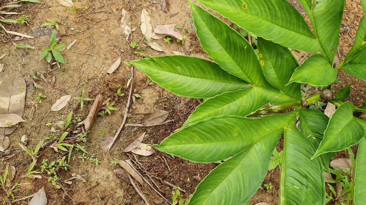 Porang植物魔芋又名魔芋芋、魔芋芋、魔芋芋、魔芋芋、魔芋舌、巫毒百合视频素材