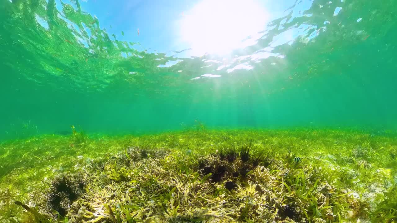 海胆在清澈的水中视频素材