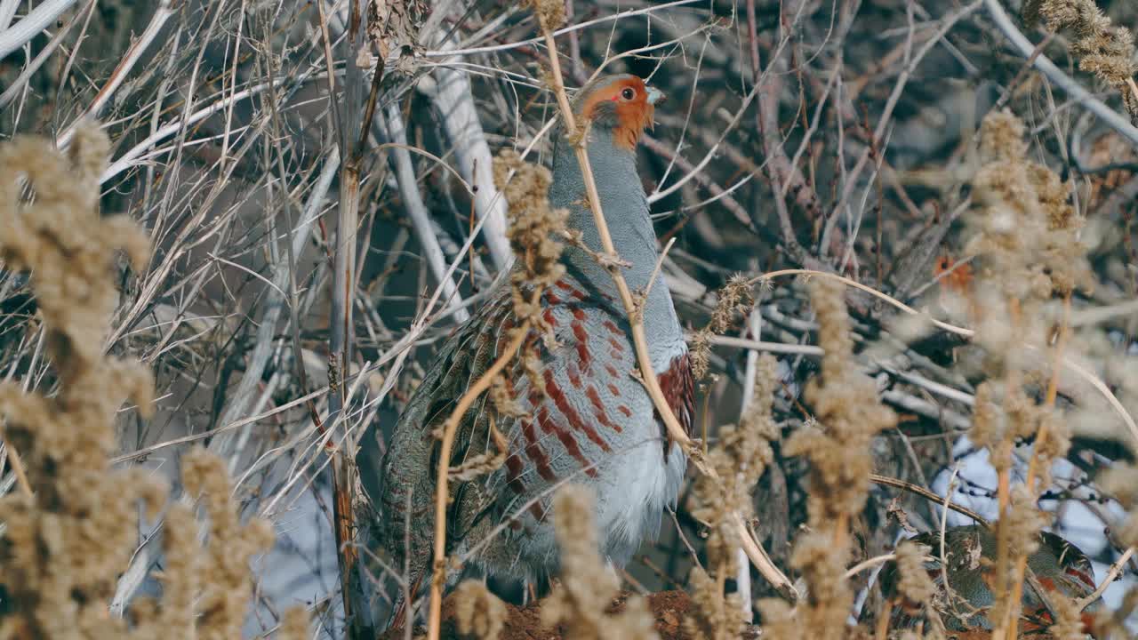 一群鸟-灰鹧鸪(Perdix Perdix)休息在一块解冻的干草地上。视频素材