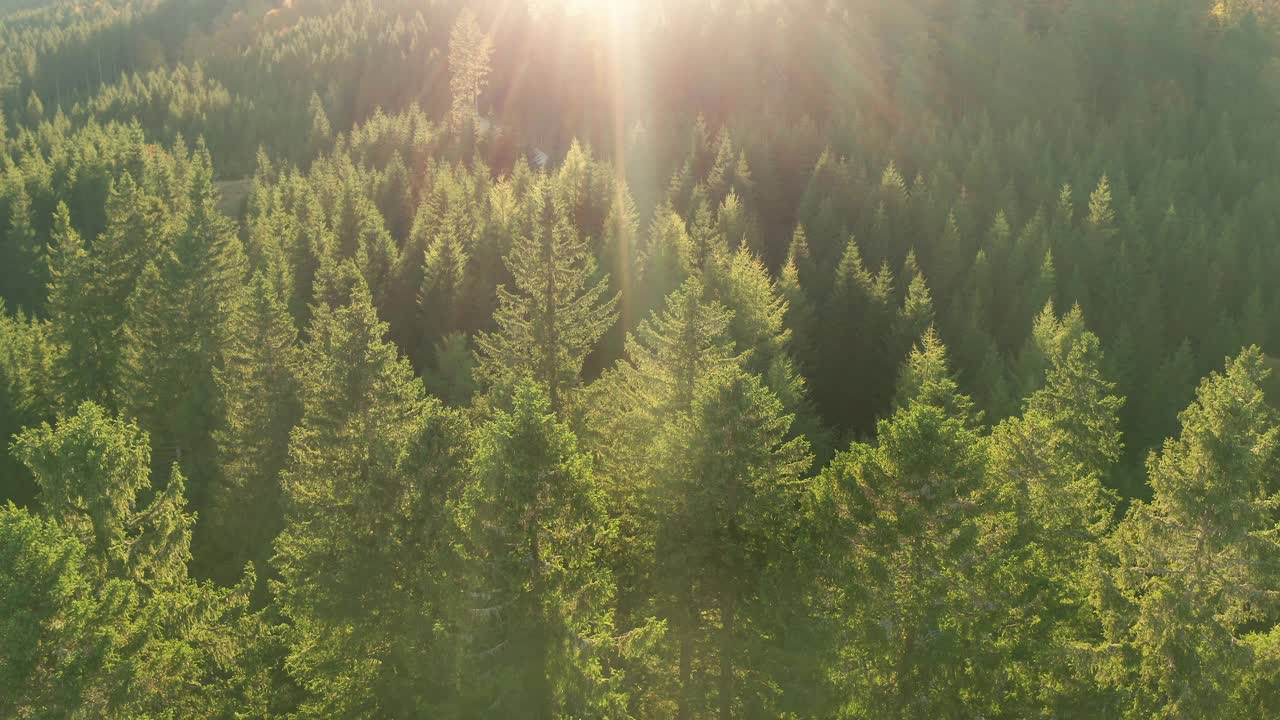 鸟瞰图松树森林在山区视频素材