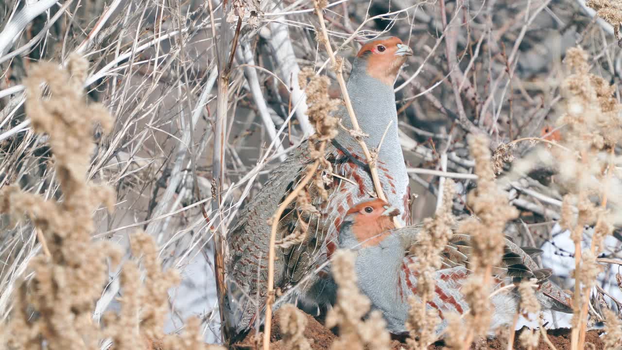 一群鸟-灰鹧鸪(Perdix Perdix)休息在一块解冻的干草地上。视频素材