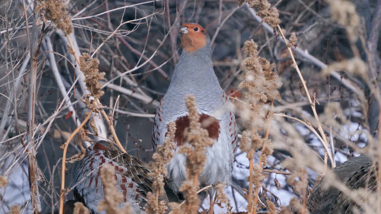 一群鸟-灰鹧鸪(Perdix Perdix)休息在一块解冻的干草地上。视频素材