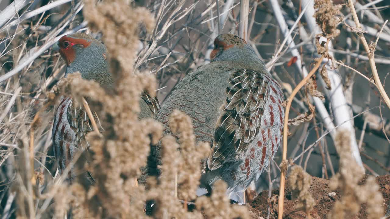 一群鸟-灰鹧鸪(Perdix Perdix)休息在一块解冻的干草地上。视频素材