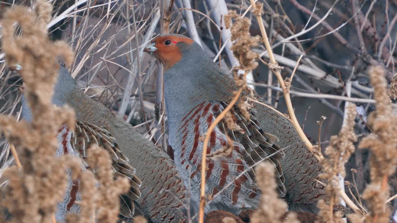 一群鸟-灰鹧鸪(Perdix Perdix)休息在一块解冻的干草地上。视频素材