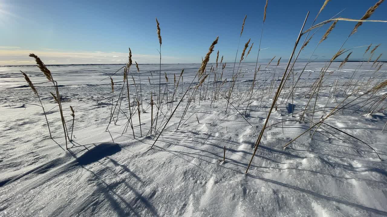 垂直视频的干燥的草耳朵风在一个白雪覆盖的田野在晴朗的阳光霜冻的天气，长影子从茎上的雪，一个荒凉的地方，无限的空间，清澈的蓝天视频素材