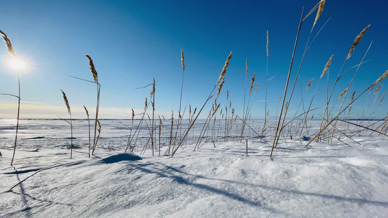 垂直视频的干燥的草耳朵风在一个白雪覆盖的田野在晴朗的阳光霜冻的天气，长影子从茎上的雪，一个荒凉的地方，无限的空间，清澈的蓝天视频素材