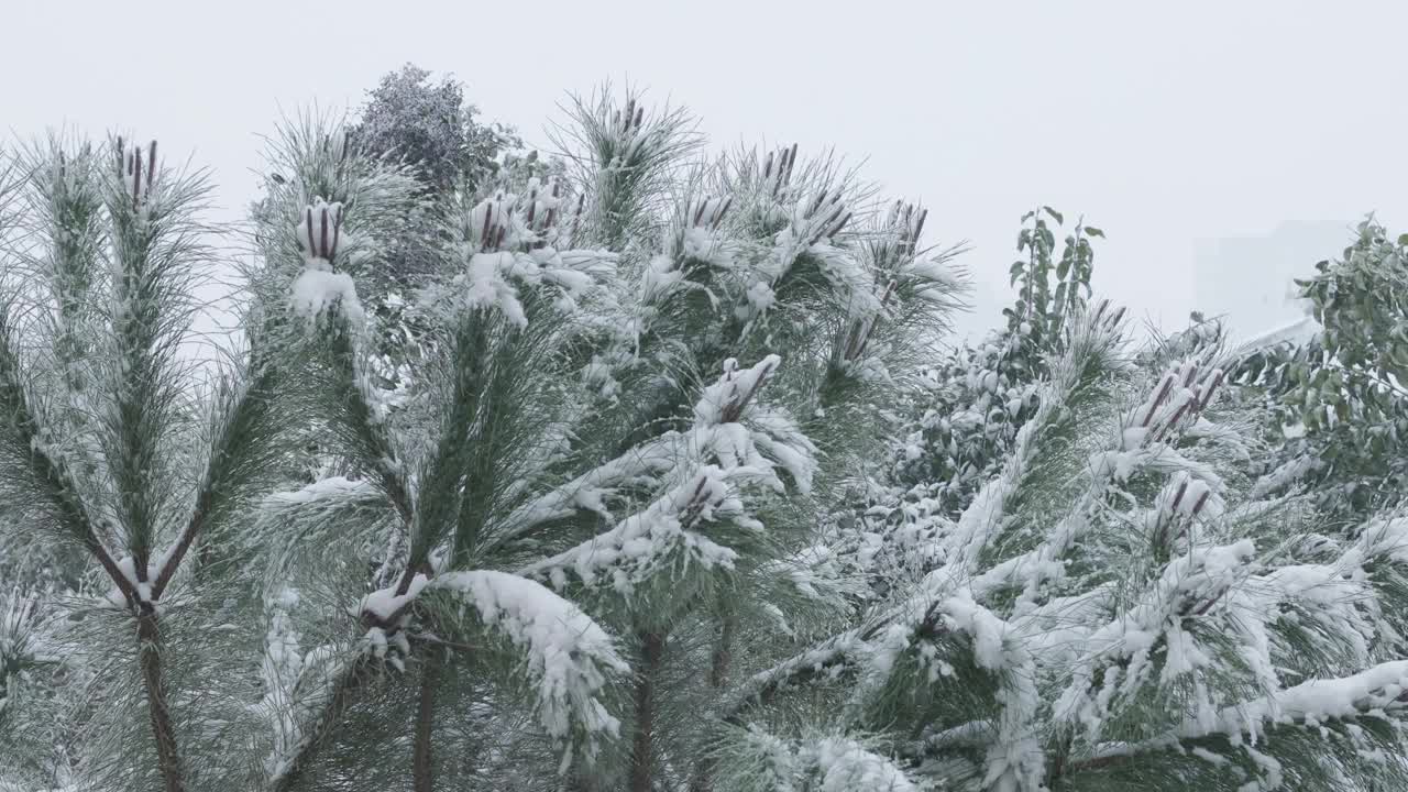 白雪覆盖的松树随风摇摆，下雪了视频下载