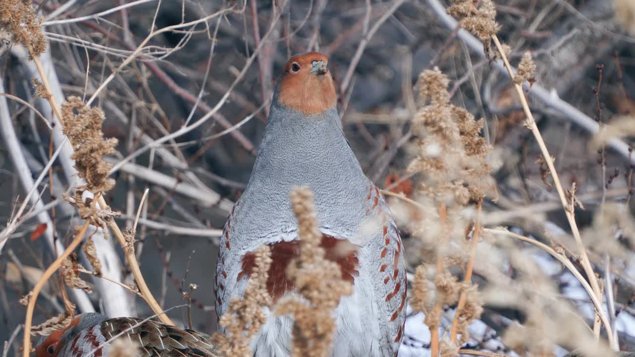 一群鸟-灰鹧鸪(Perdix Perdix)休息在一块解冻的干草地上。初春晴天视频素材