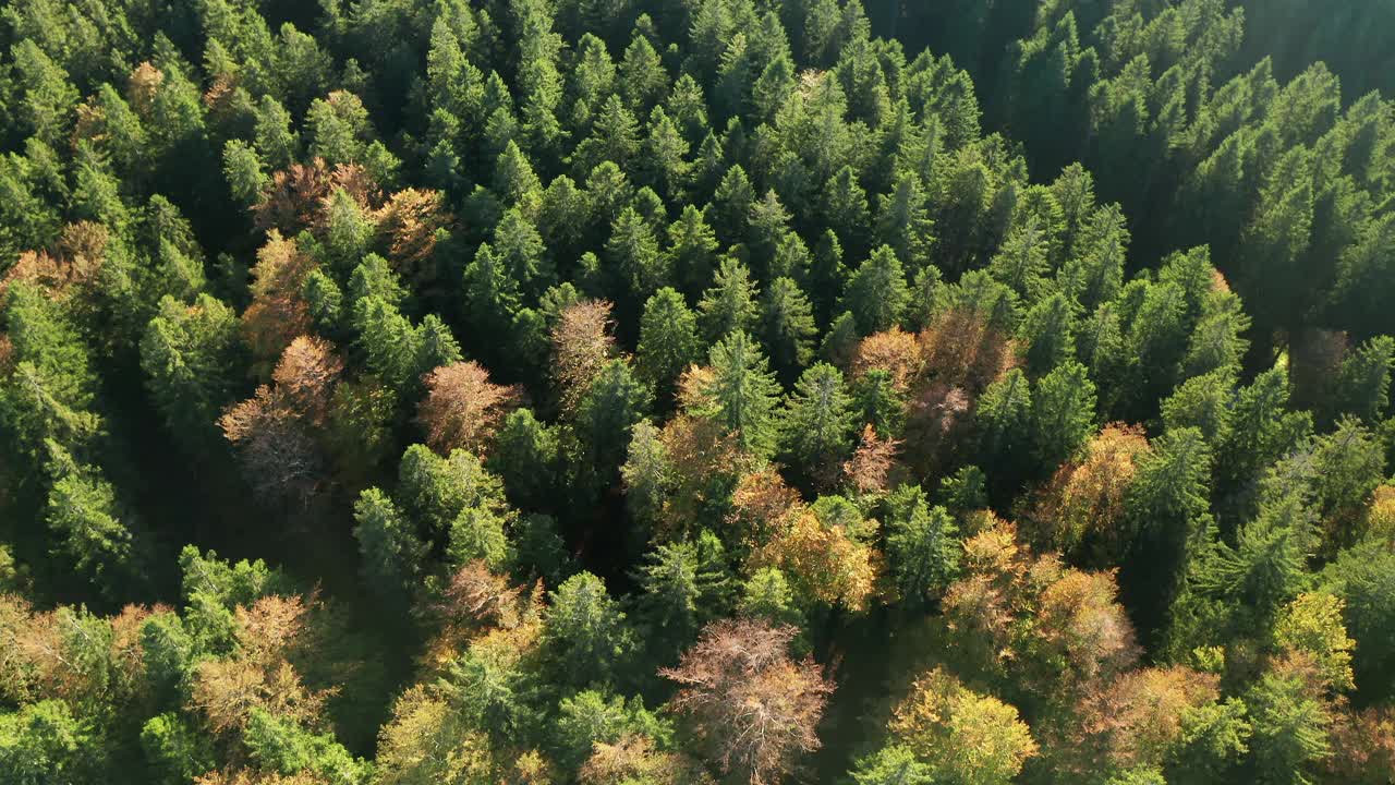 鸟瞰图松树森林在山区视频素材