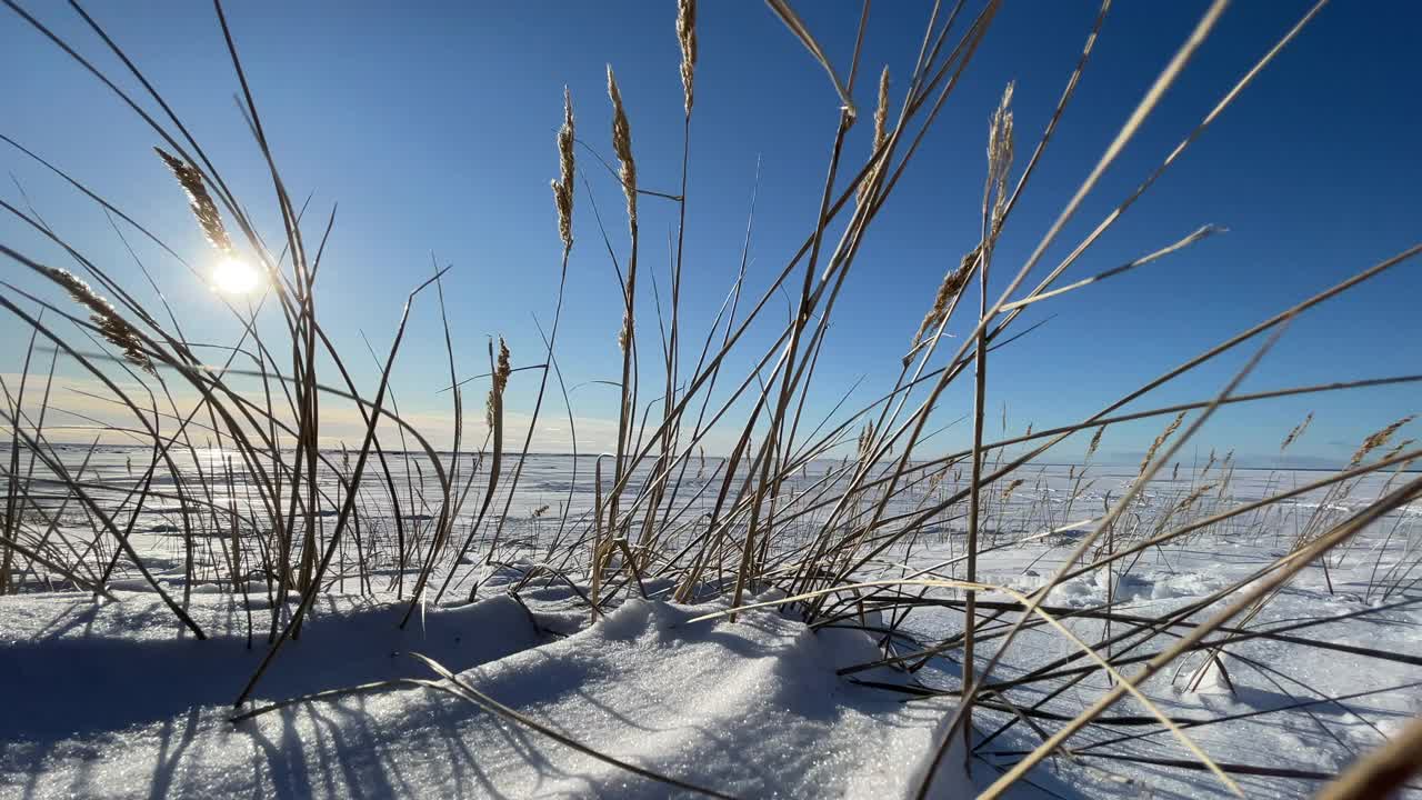 在晴朗的阳光下，干枯的草在白雪覆盖的田野上随风摇曳，长长的影子从雪秆上飘下来，一个荒凉的地方，无边无际的空间，清澈的蓝天视频素材