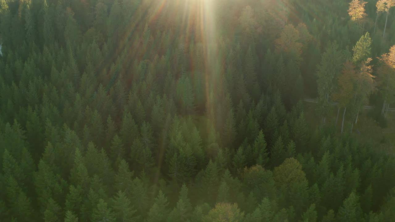 鸟瞰图松树森林在山区视频素材