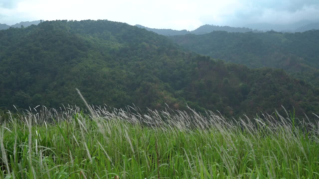 白色的花的草，许多是吹在微风后面的一座绿色的大山。视频素材