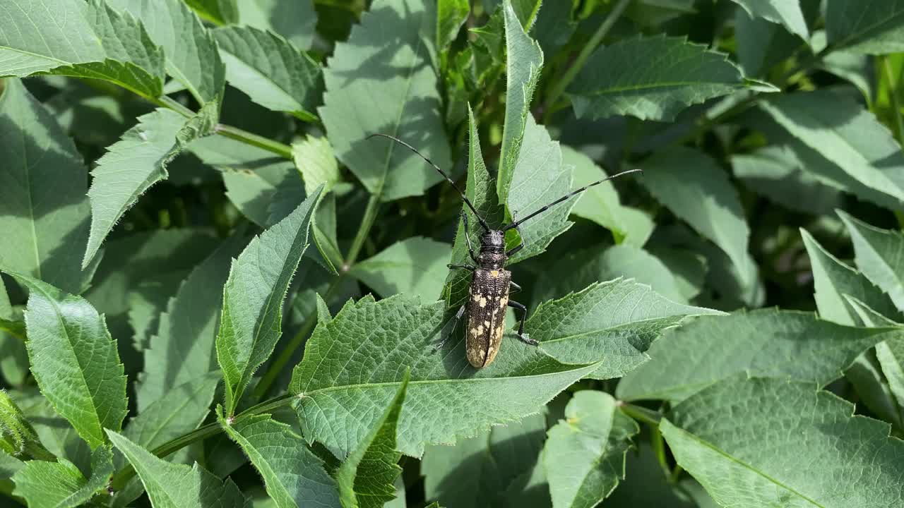 一只长着长长的胡子的黑黄相间的大甲虫坐在绿色的叶子上，试图展开翅膀视频素材