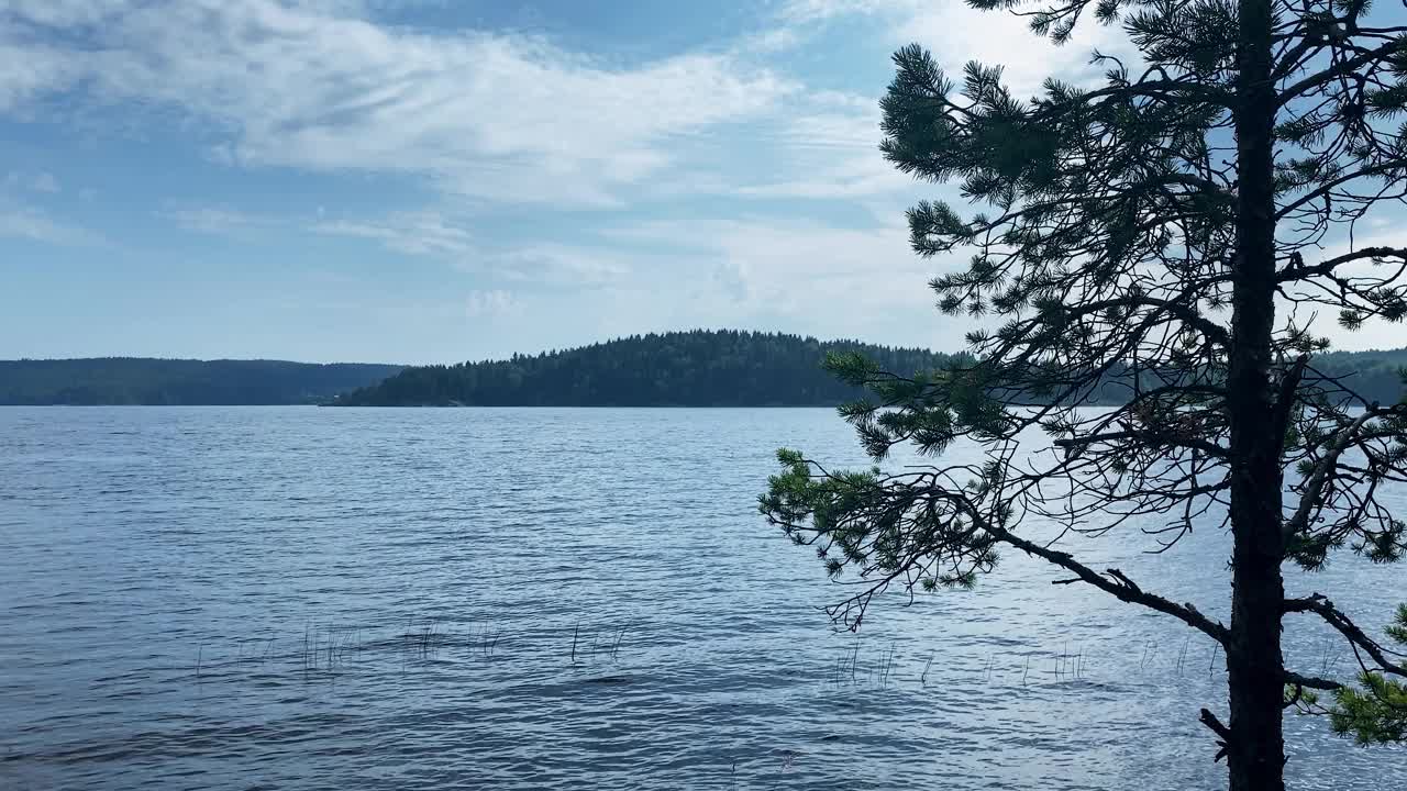 在一个灰色多云的日子里，一棵小松树在一个大湖的背景上。摄影机放下来，我们看到了一个多岩石的海岸视频素材