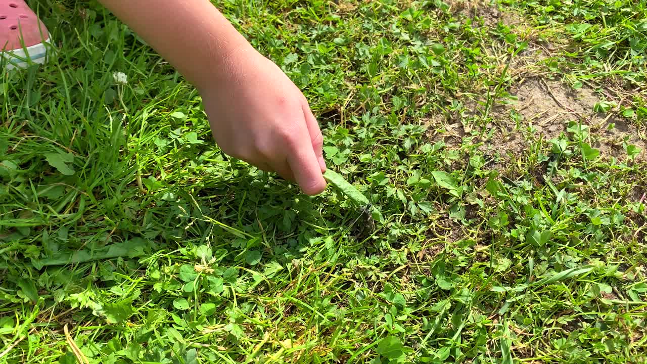 一个孩子的手牵着一片叶子，叶子上坐着一只长胡子的大甲虫视频素材