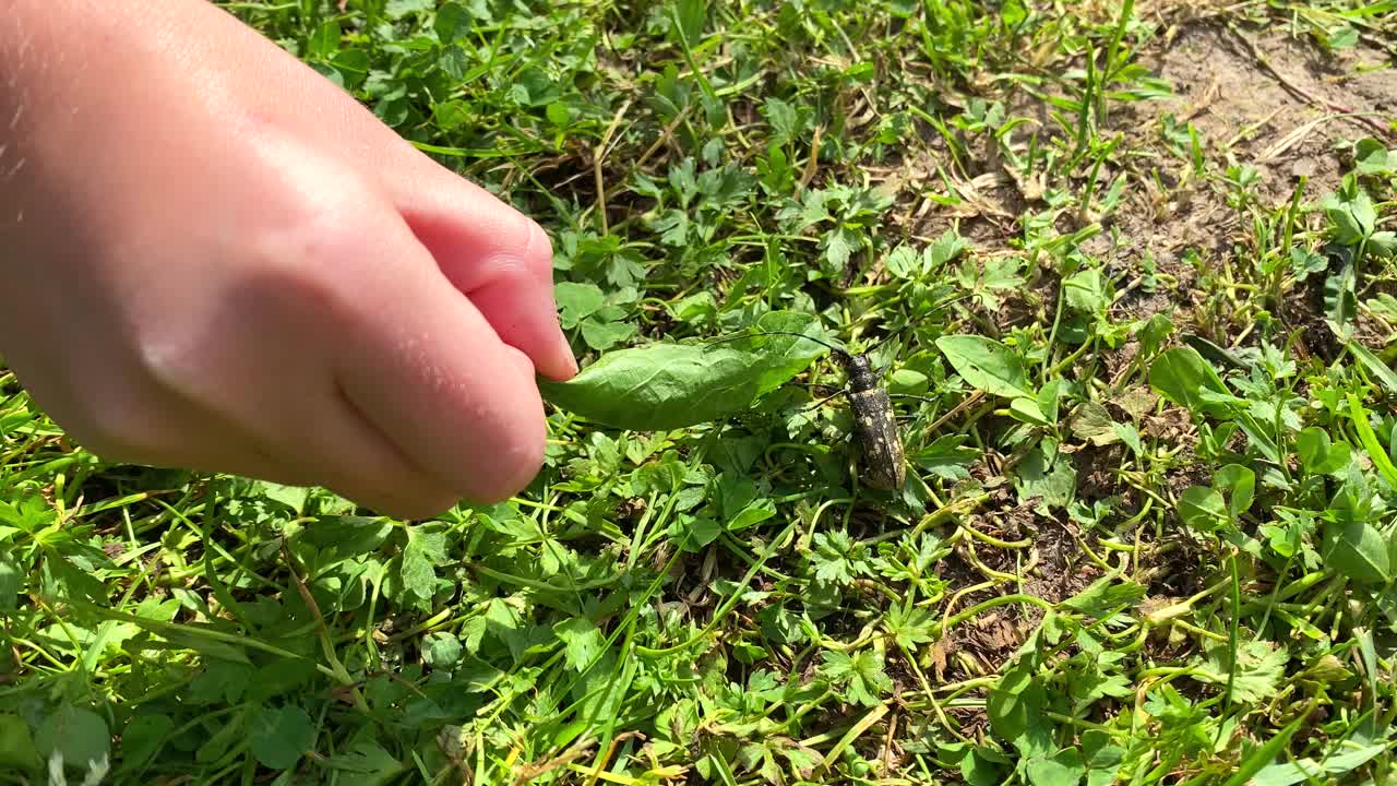 一个孩子的手试图让一个长胡子的大黑甲虫坐在绿色的草叶上视频素材