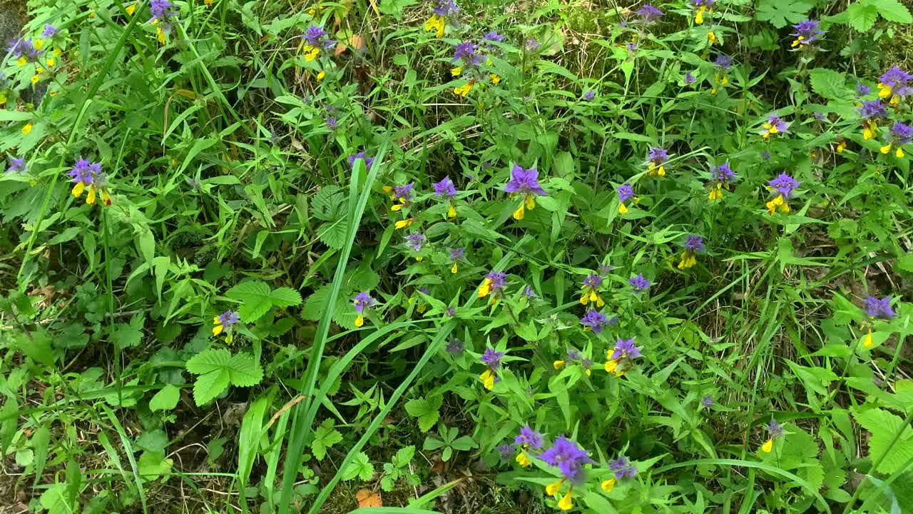 黄紫色的野花和苔藓中的石头视频素材