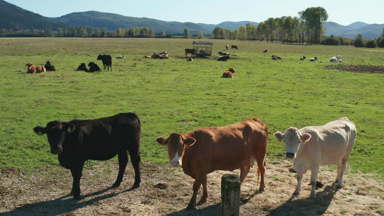 牧场上的一群牛视频素材