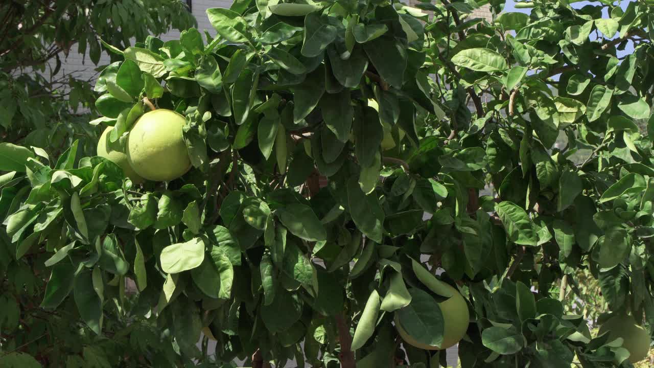 葡萄柚树在夏日的风中摇曳。春天的花园，成熟的柚子挂在树上视频素材