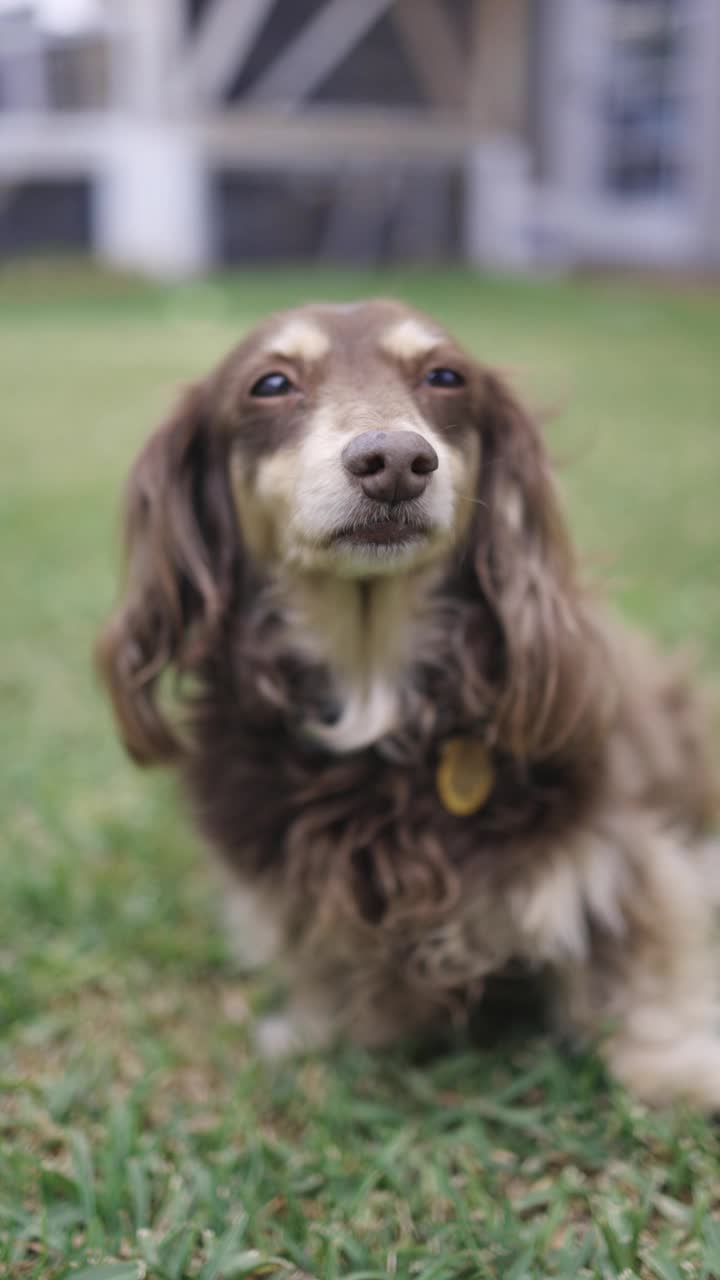 长毛腊肠犬在户外摆姿势视频素材