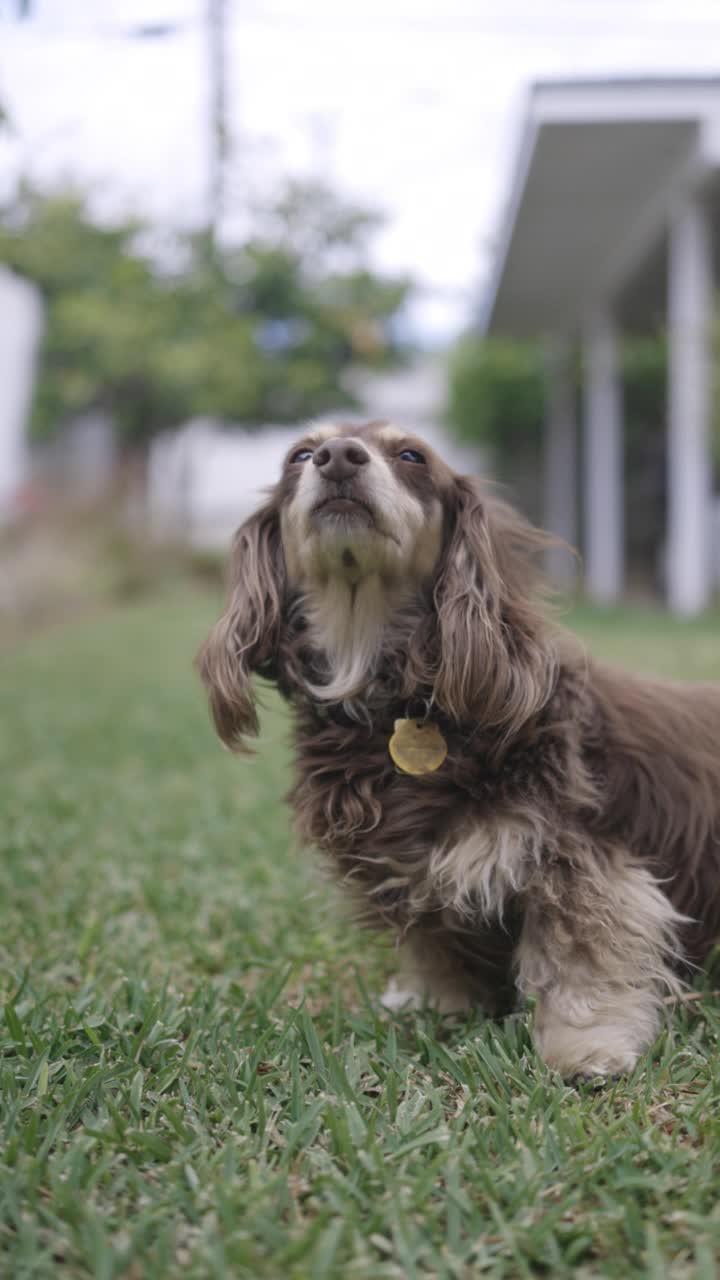 长毛腊肠犬在户外摆姿势视频素材