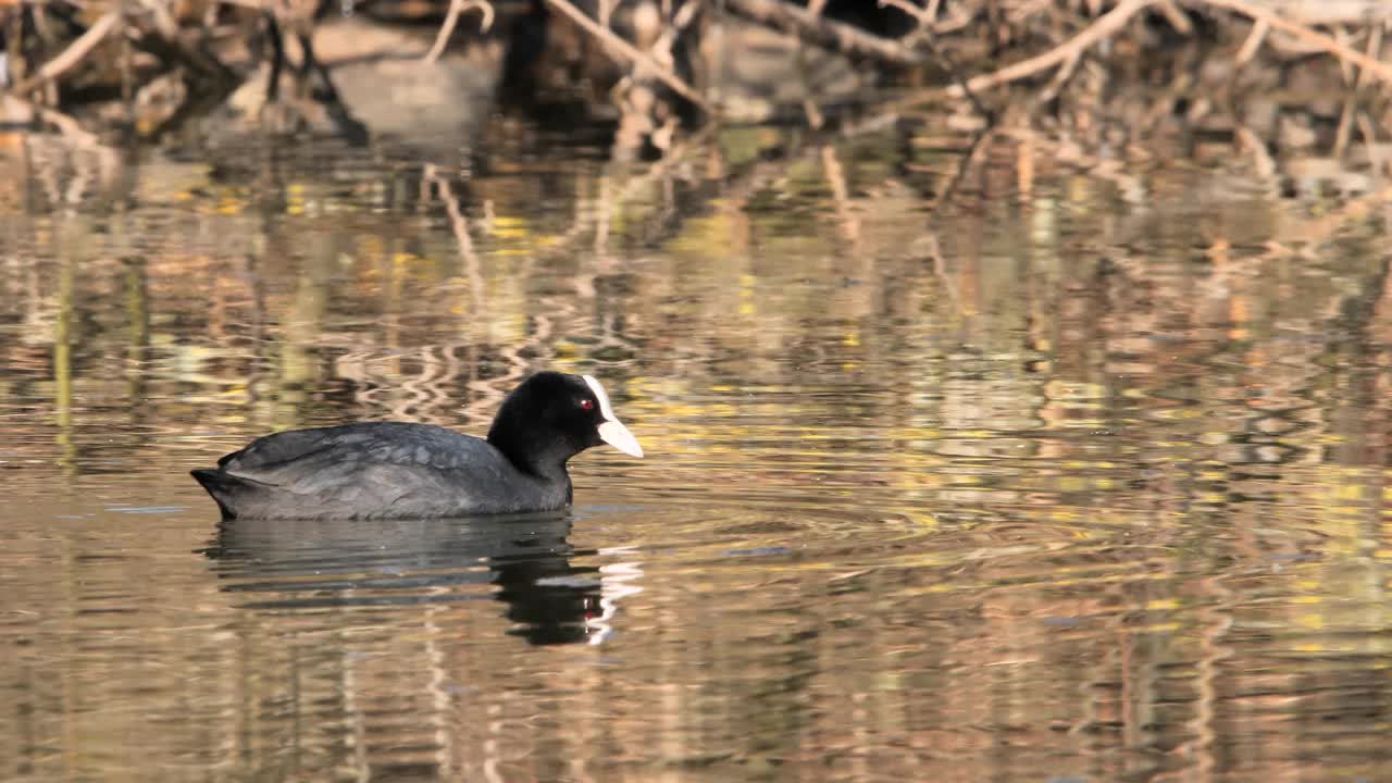 在池塘里寻找食物的欧亚白骨顶鸟(Fulica Atra)视频素材